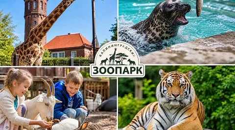 Калининградский зоопарк: животные, маршрут и советы для идеального семейного отдыха